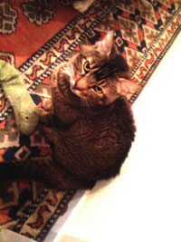 Eddie, my cat